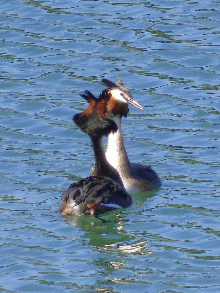 Somormujo lavanco (Podiceps cristatus)