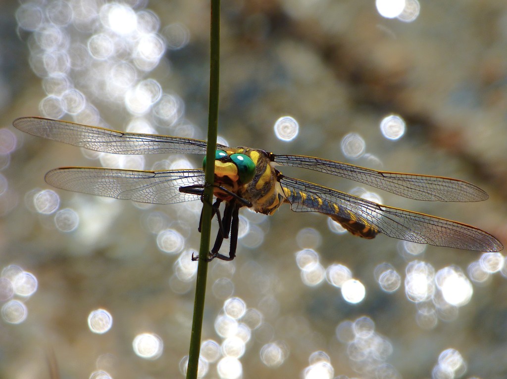 Libélula tigre (Cordulegaster boltonii)