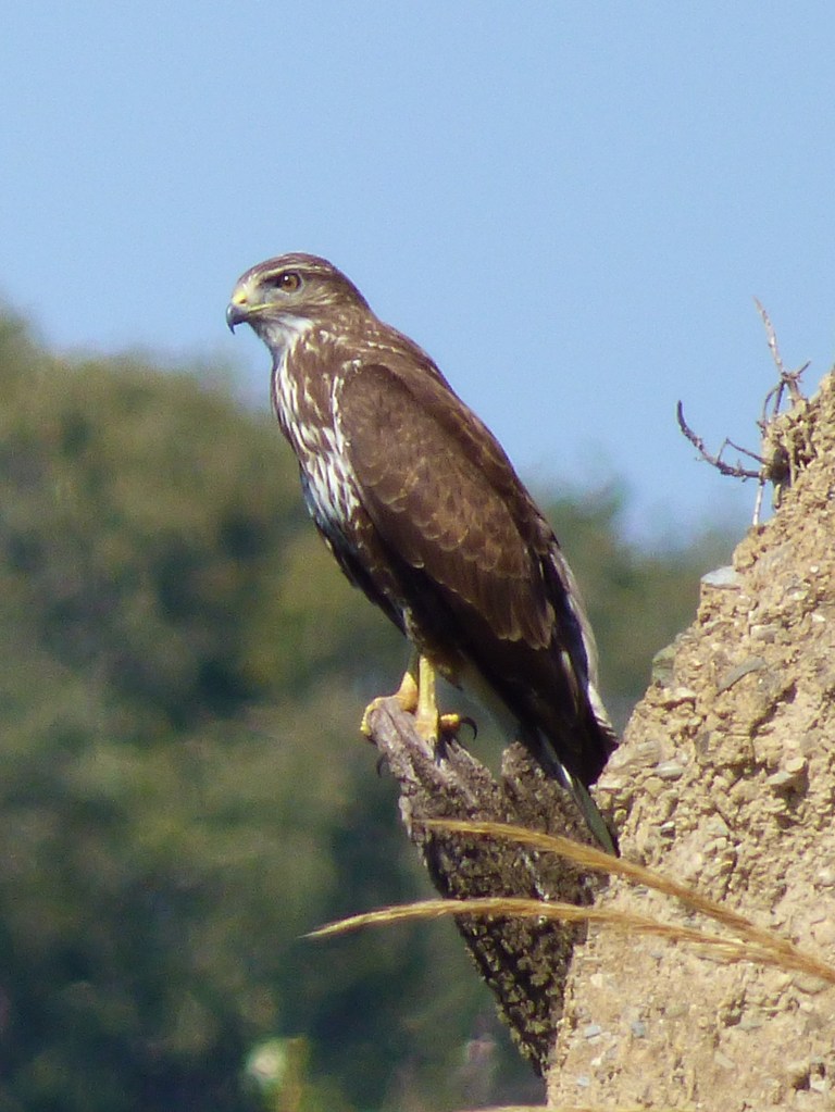 Águila ratonera (Buteo buteo)