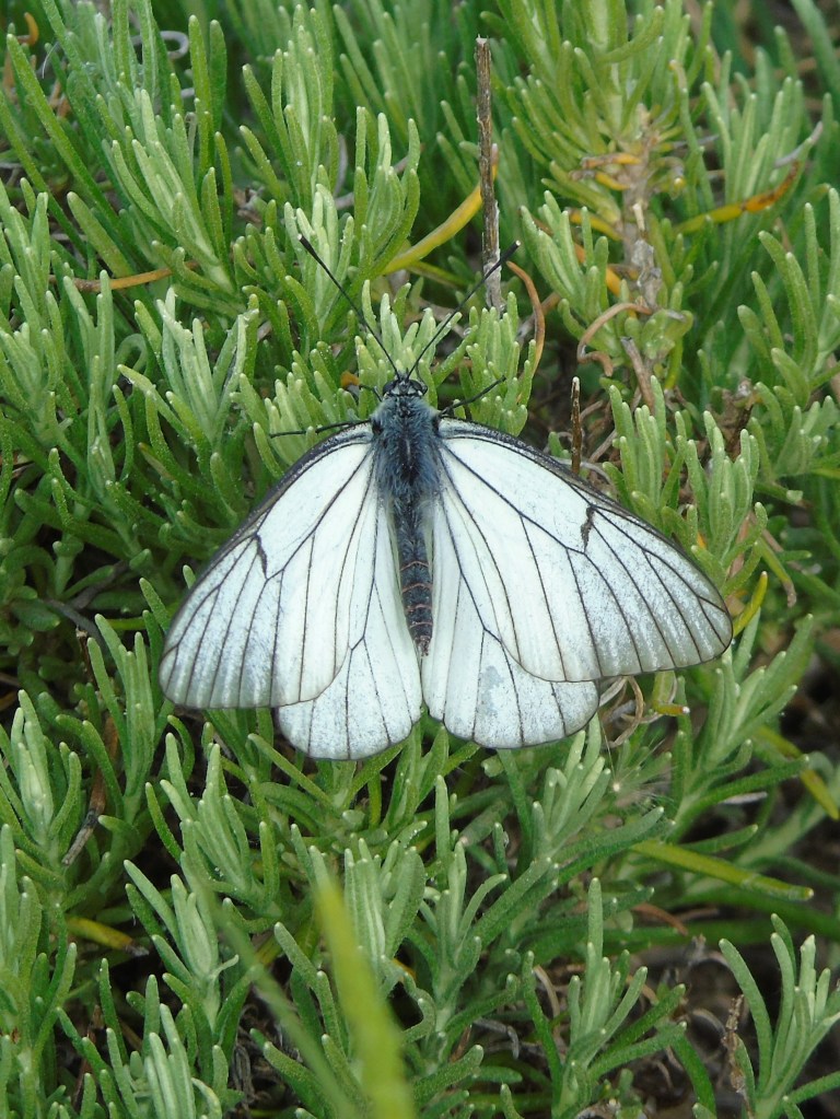 Blanca del majuelo (Aporia crataegi)