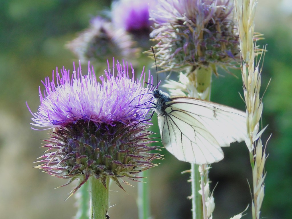 Blanca del majuelo (Aporia crataegi)