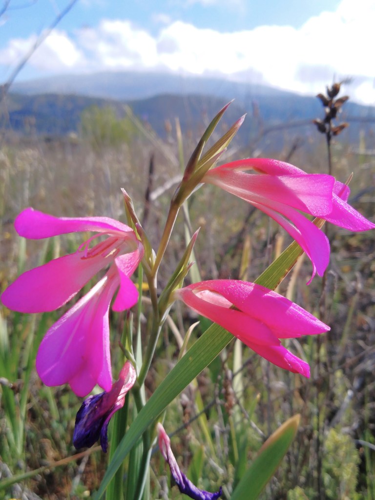 Gladiolo silvestre (Gladiolus illyricus)