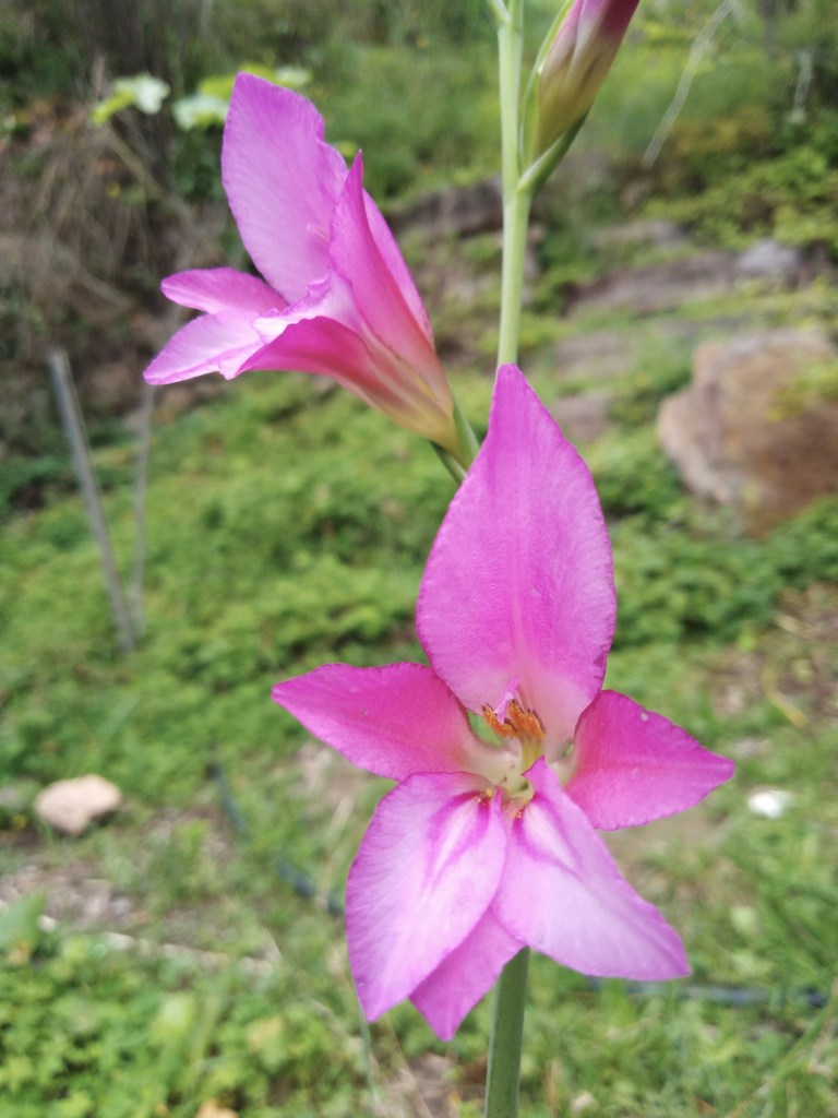 Gladiolo silvestre (Gladiolus illyricus)