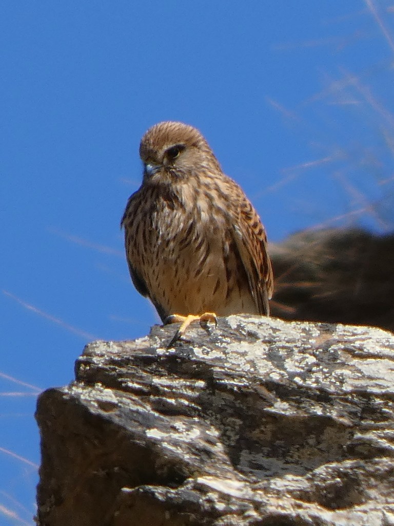 Cernícalo común (Falco tinnunculus)