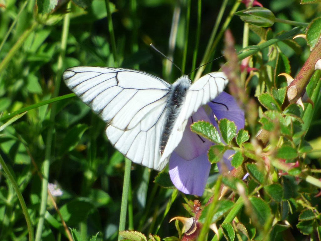 Blanca del majuelo (Aporia crataegi)