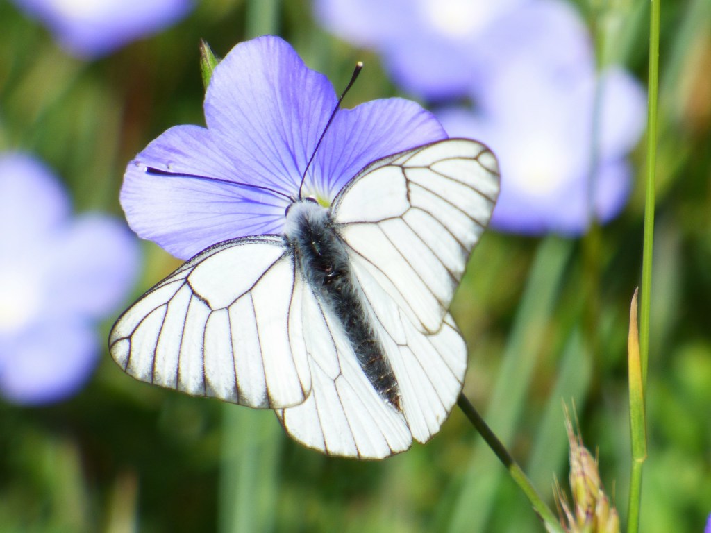 Blanca del majuelo (Aporia crataegi)