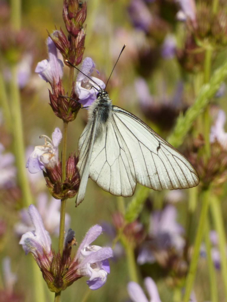 Blanca del majuelo (Aporia crataegi)
