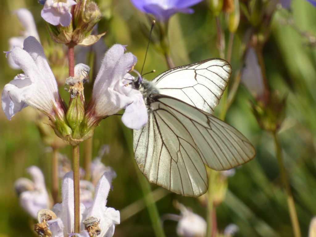 Blanca del majuelo (Aporia crataegi)
