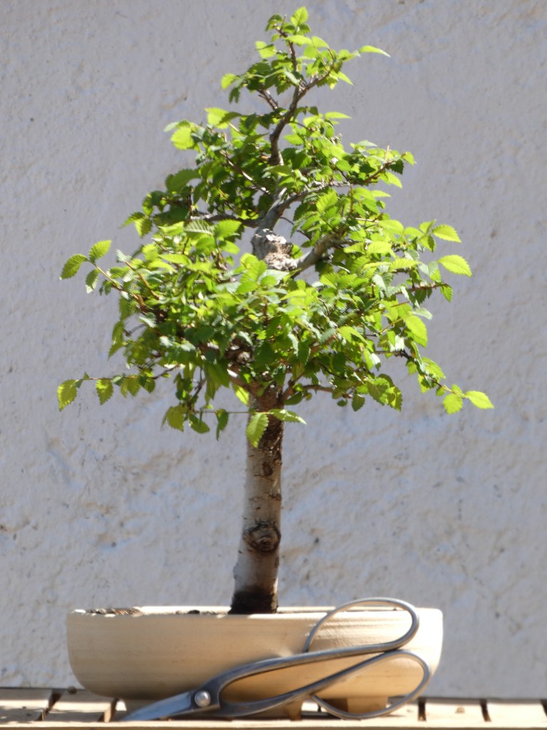 Ulmus minor (Olmo común)