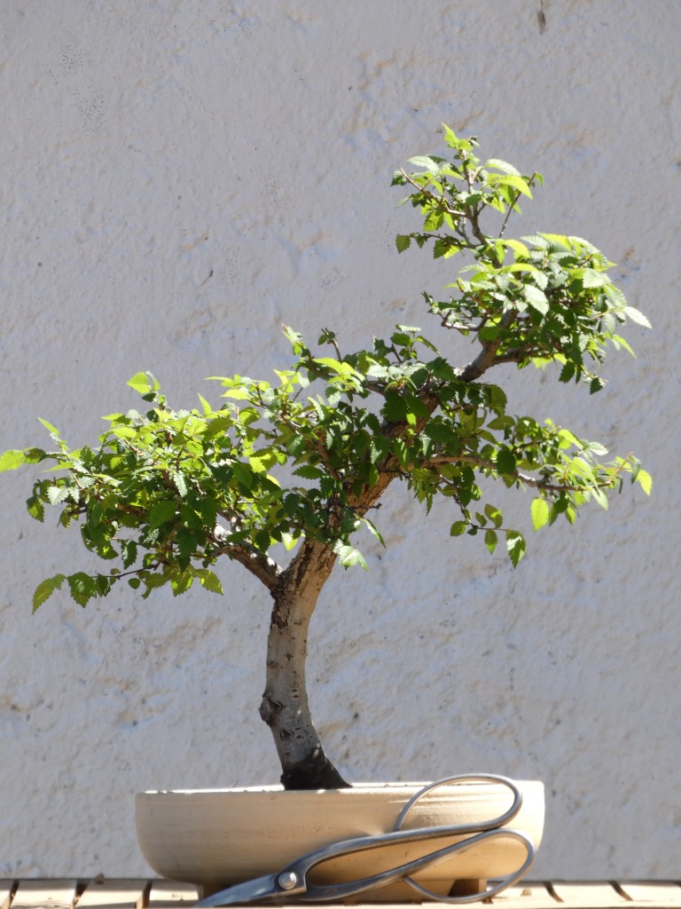 Ulmus minor (Olmo común)