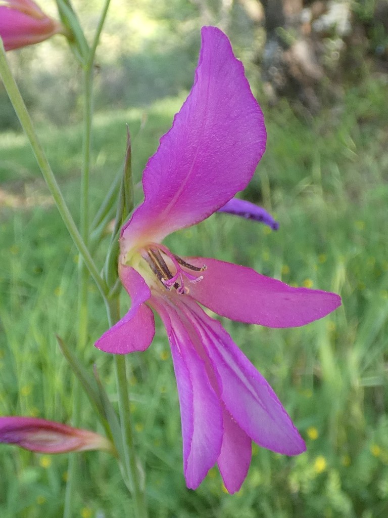 Gladiolo silvestre (Gladiolus illyricus)