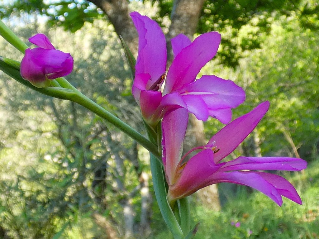 Gladiolo silvestre (Gladiolus illyricus)