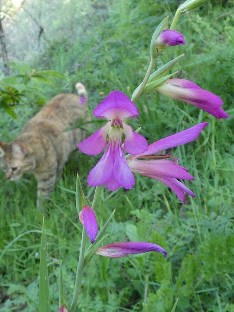 Gladiolo silvestre (Gladiolus illyricus)