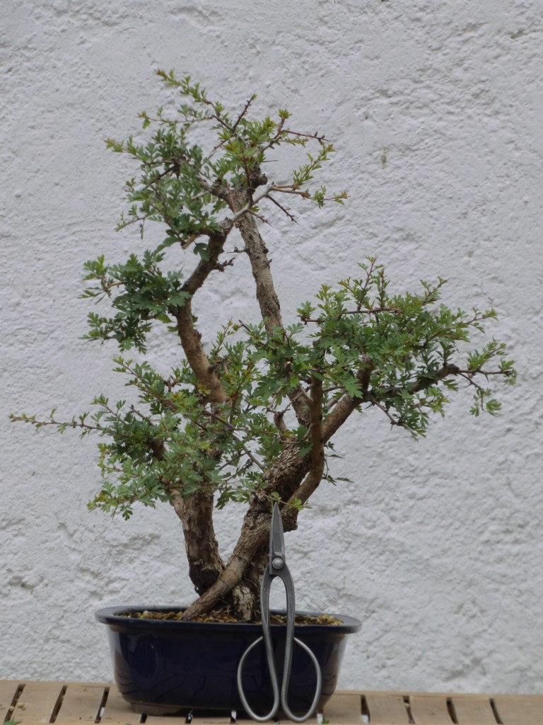 Crataegus monogyna (majuelo)