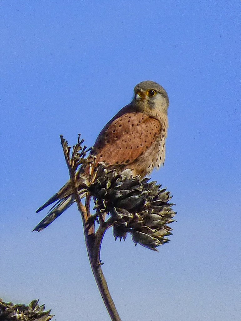 Cernícalo común (Falco tinnunculus)