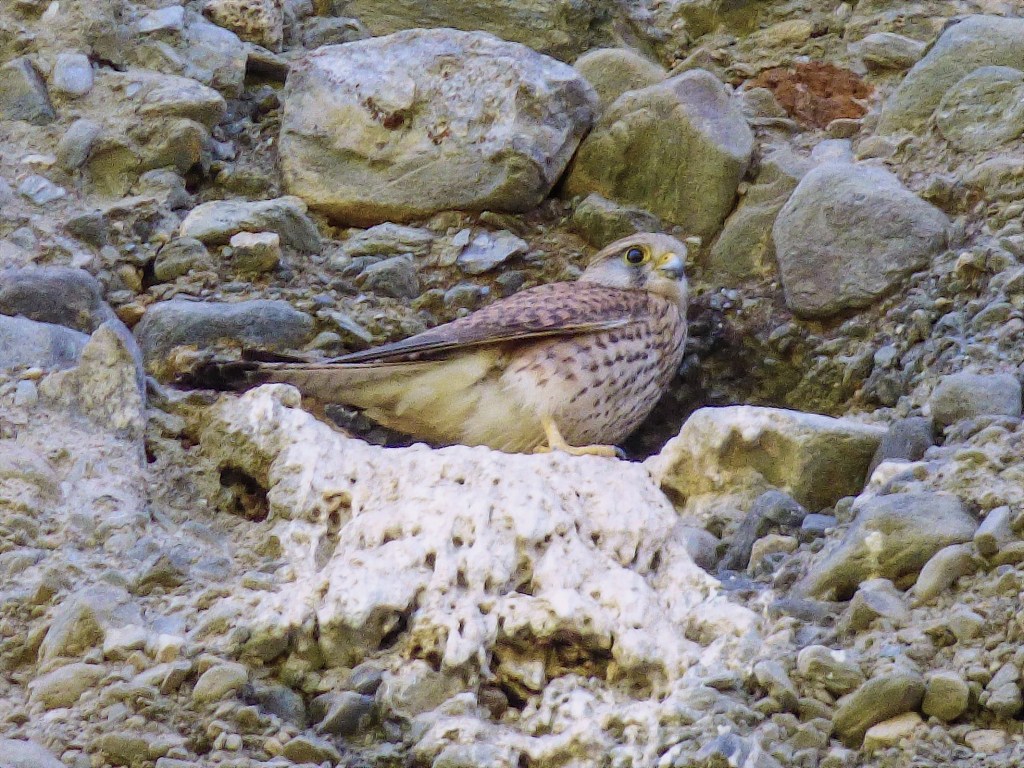 Cernícalo común (Falco tinnunculus)