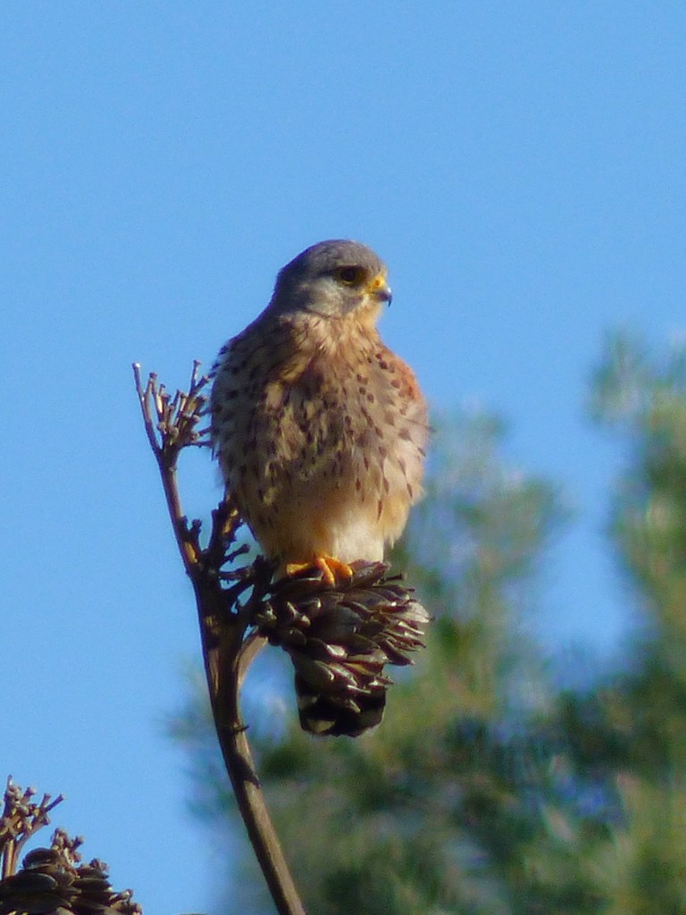 Cernícalo común (Falco tinnunculus)