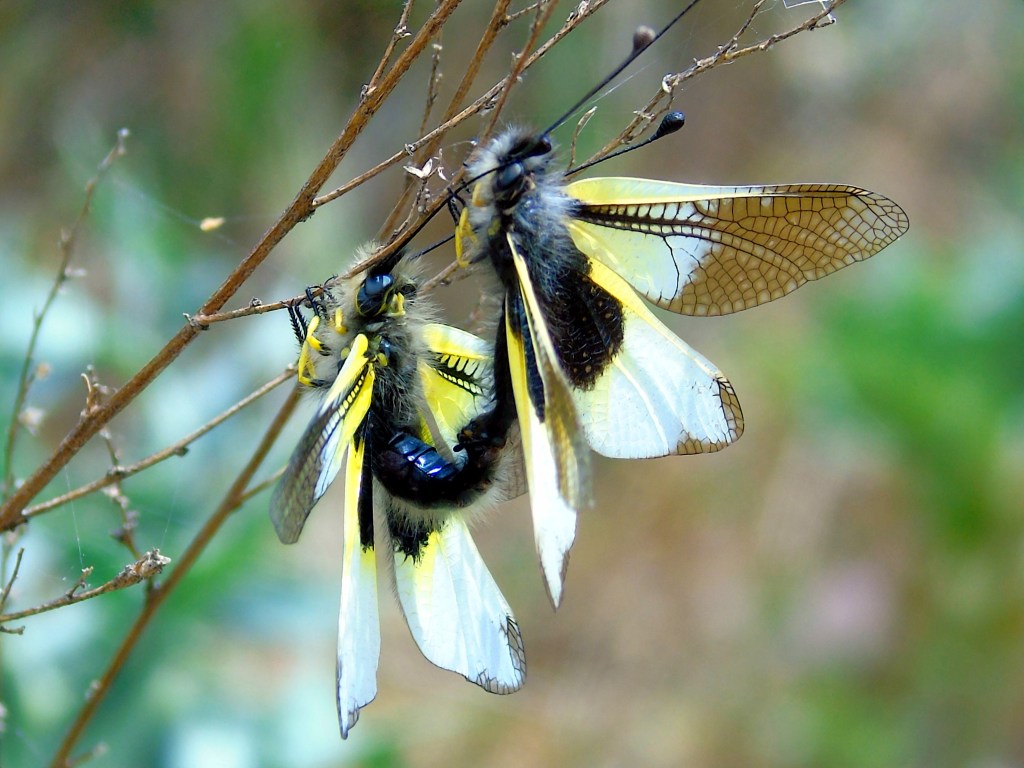 Ascaláfido (Libelloides baeticus)