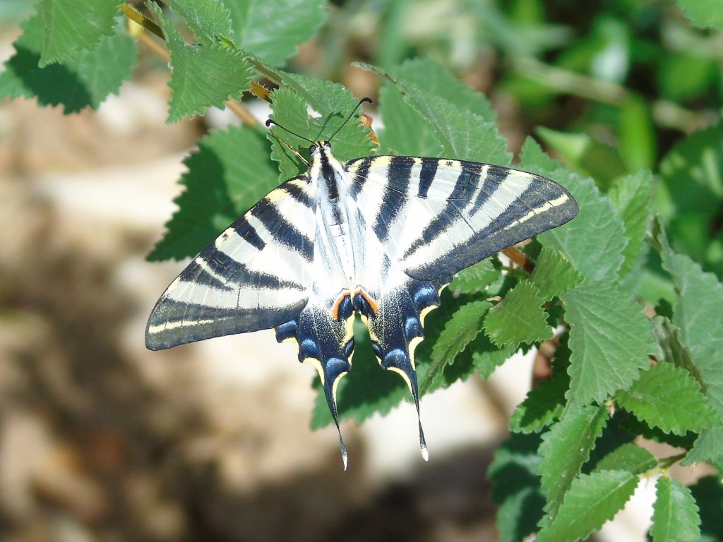 Chupaleches (Iphiclides feisthamelii)