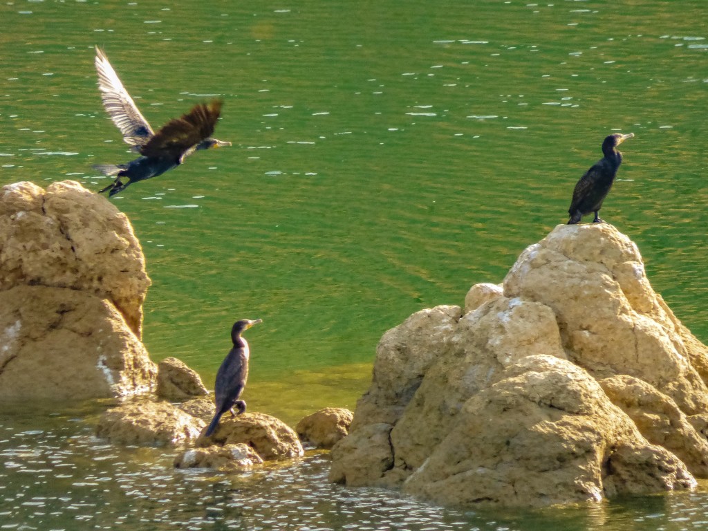 Cormorán grande (Phalacrocorax carbo)