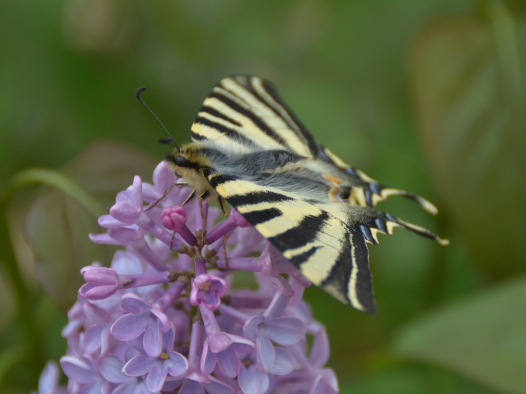 Chupaleches (Iphiclides feisthamelii)