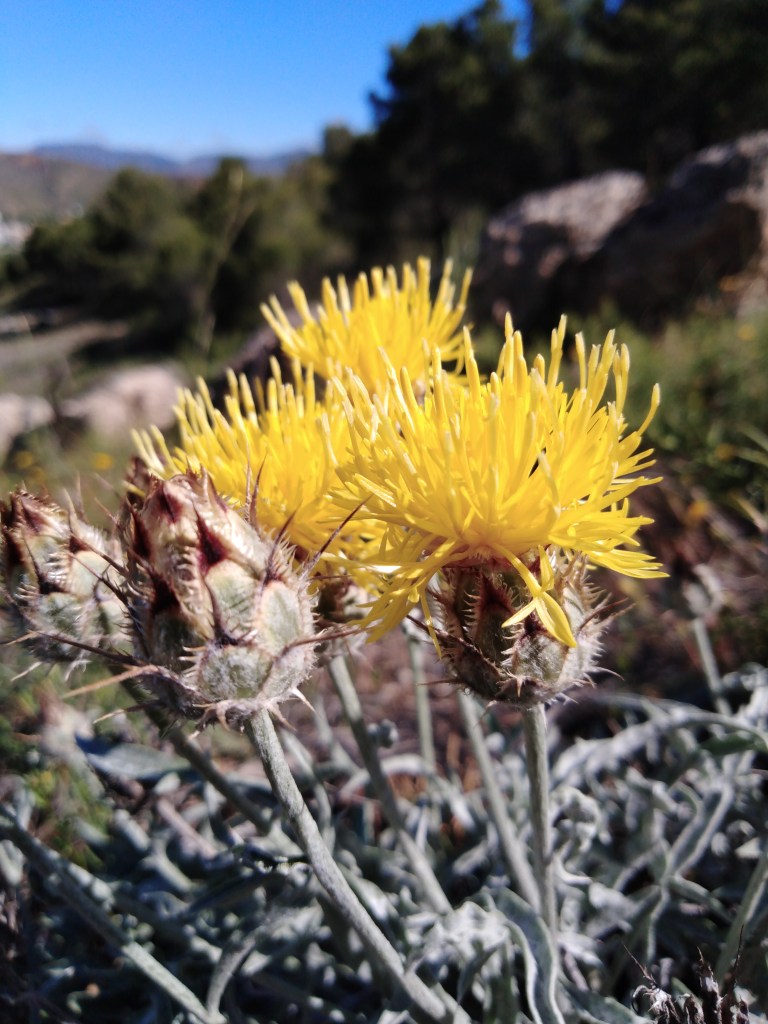 Flor de árnica (Centaurea granatensis)