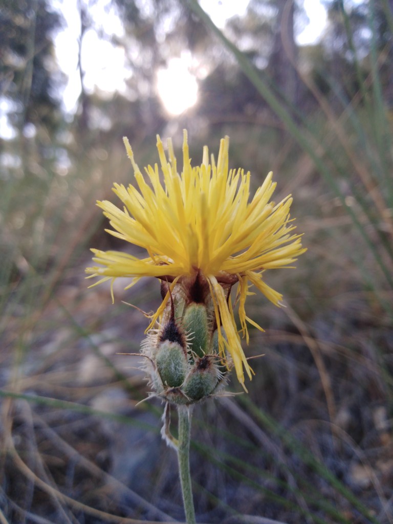 Flor de árnica (Centaurea granatensis)