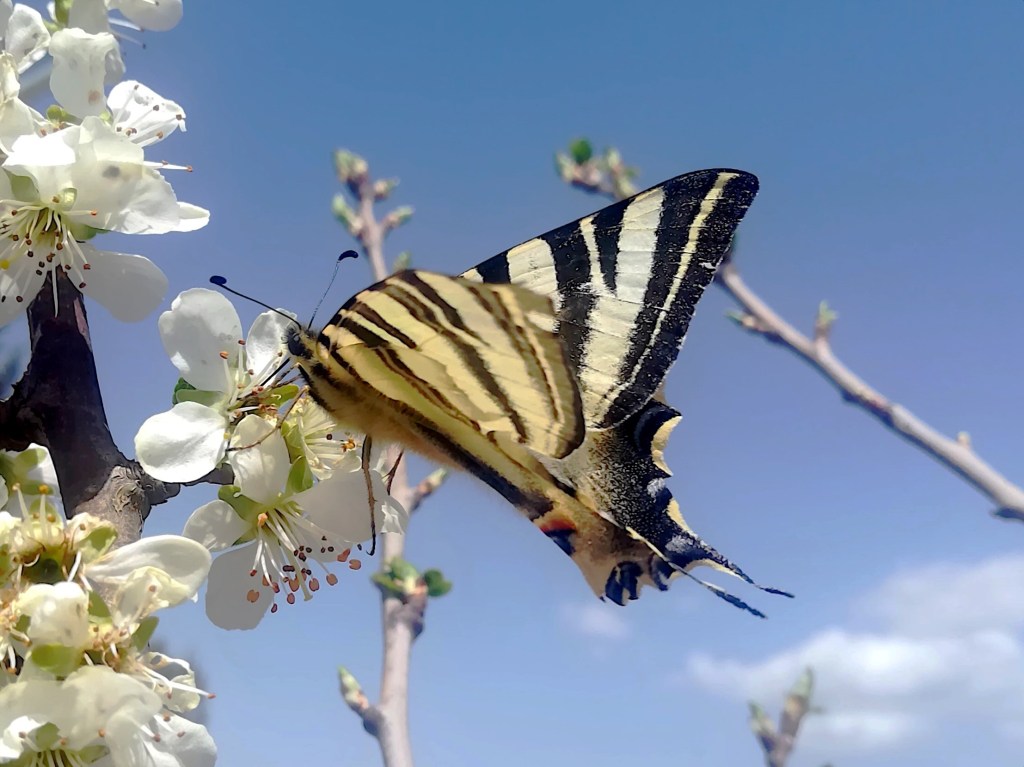 Chupaleches (Iphiclides feisthamelii)