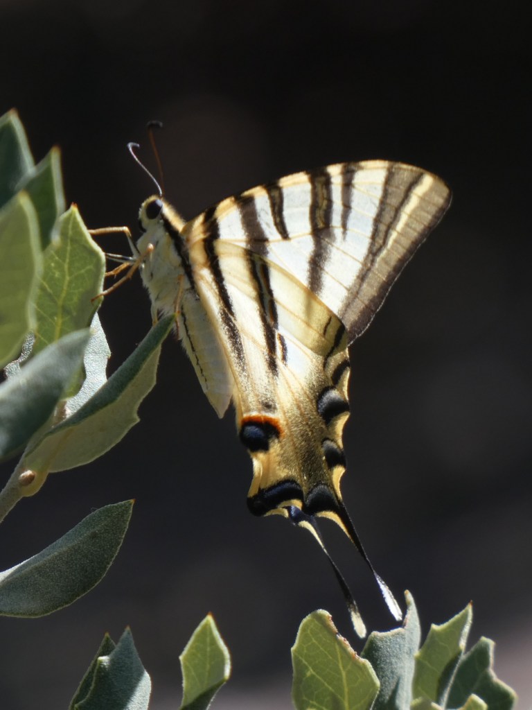 Chupaleches (Iphiclides feisthamelii)