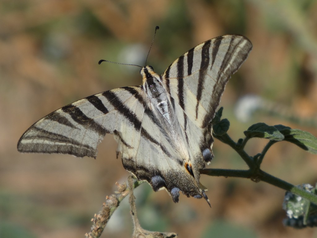 Chupaleches (Iphiclides feisthamelii)
