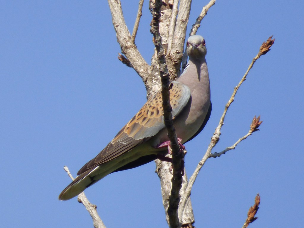 Tórtola europea (Streptopelia turtur)