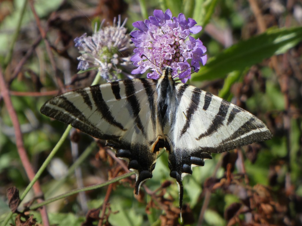 Chupaleches (Iphiclides feisthamelii)