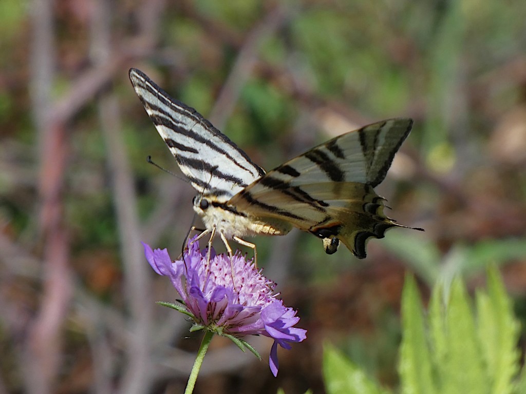 Chupaleches (Iphiclides feisthamelii)