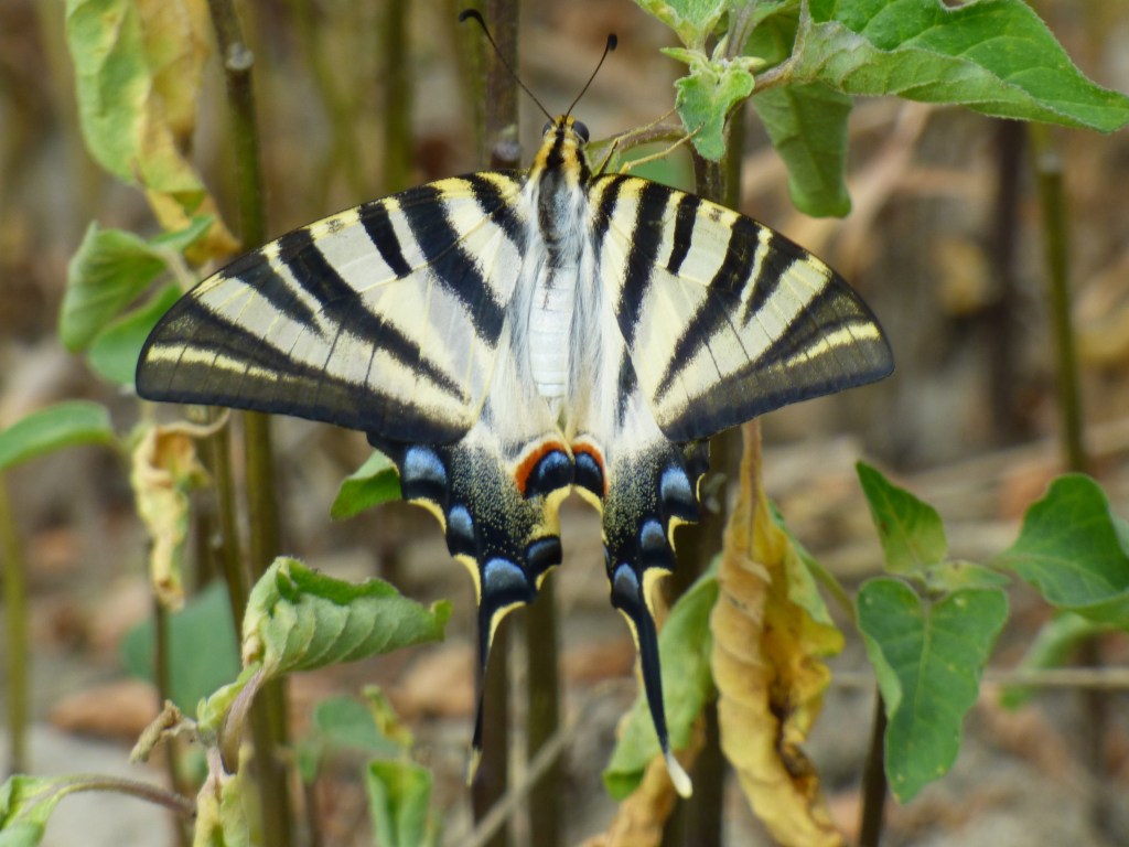 Chupaleches (Iphiclides feisthamelii)