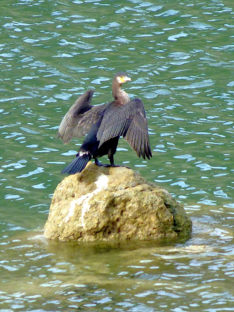Cormorán grande (Phalacrocorax carbo)