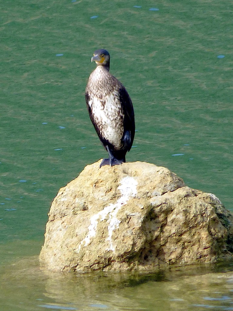 Cormorán grande (Phalacrocorax carbo)