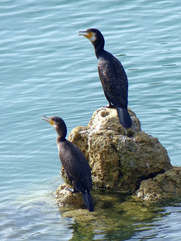 Cormorán grande (Phalacrocorax carbo)