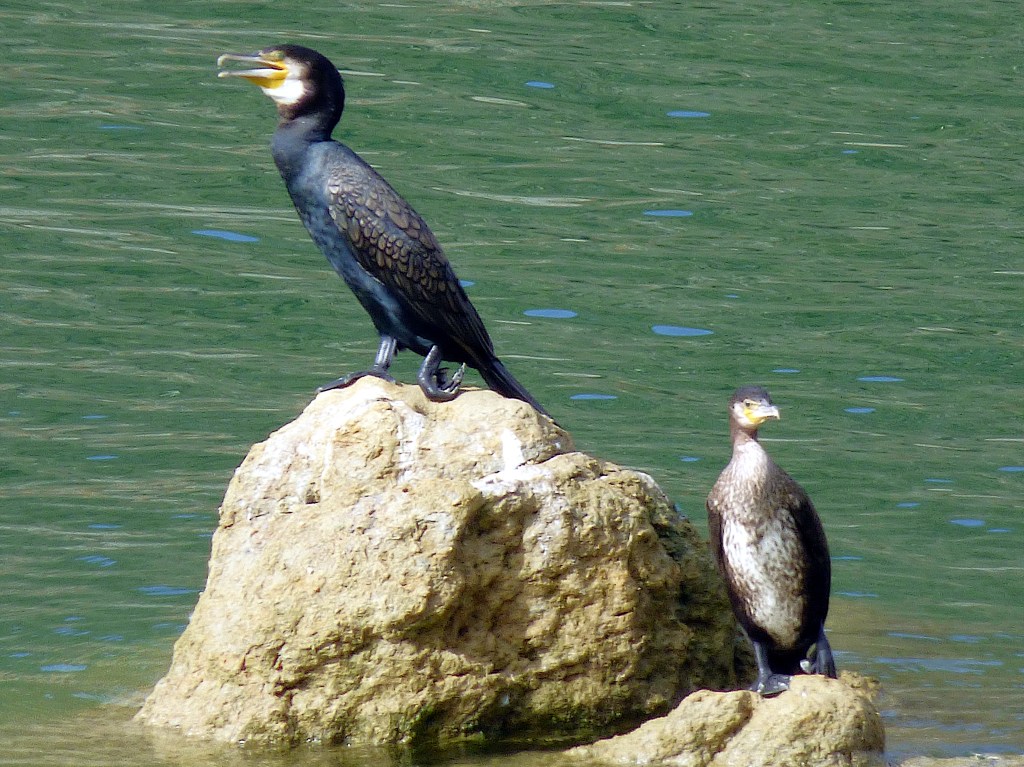 Cormorán grande (Phalacrocorax carbo)