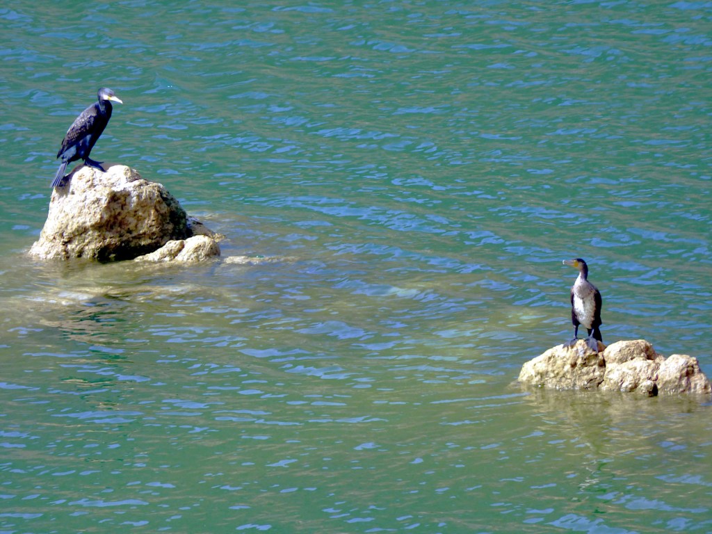 Cormorán grande (Phalacrocorax carbo)