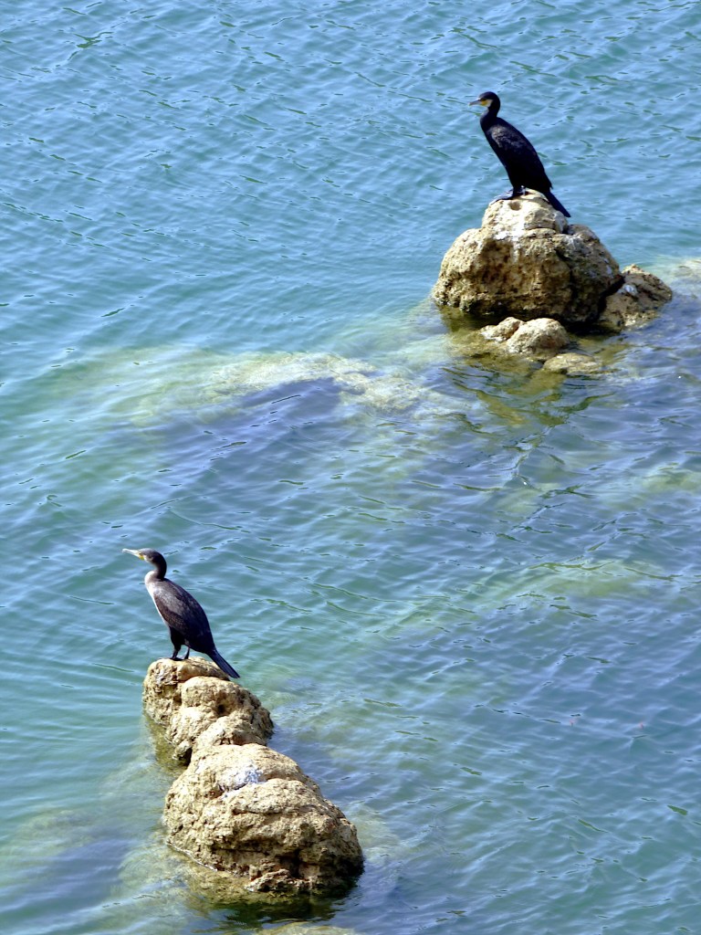 Cormorán grande (Phalacrocorax carbo)