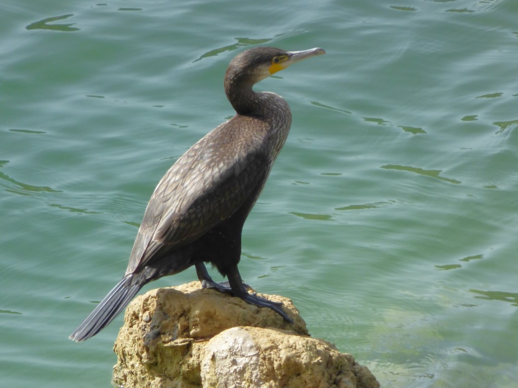 Cormorán grande (Phalacrocorax carbo)
