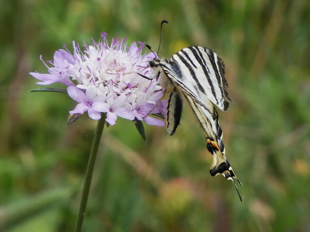 Chupaleches (Iphiclides feisthamelii)