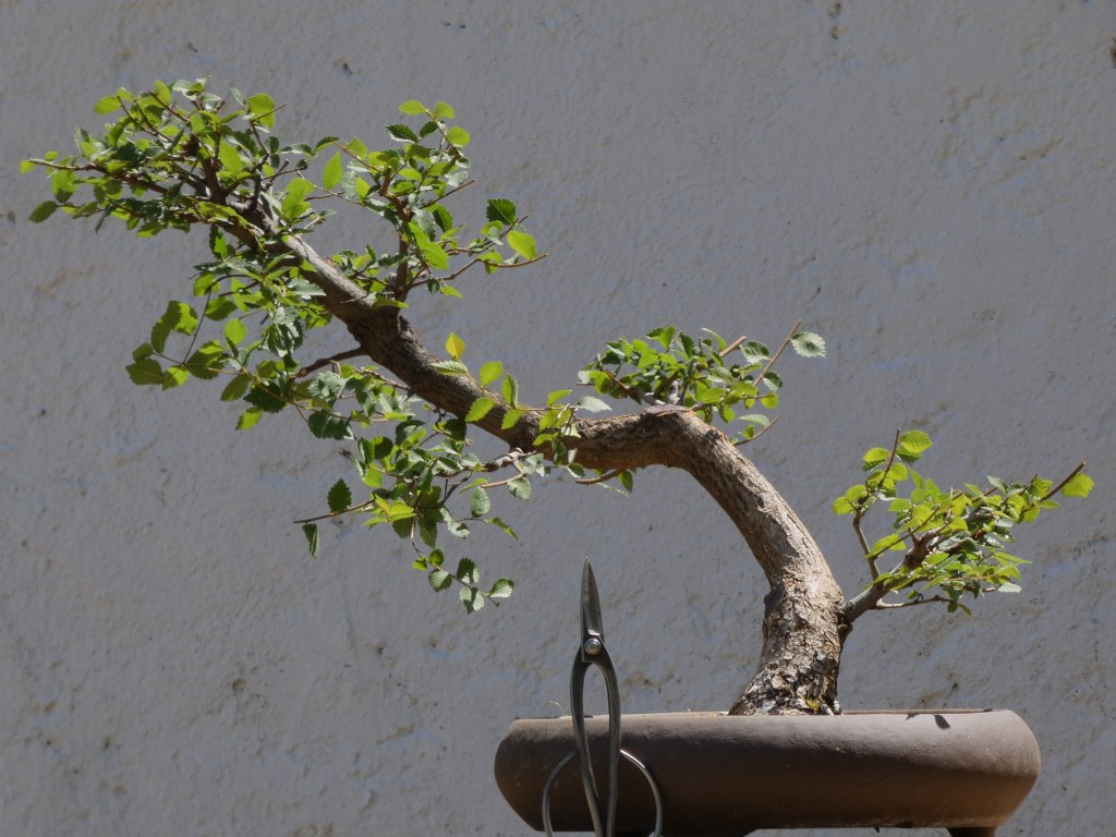 Ulmus pumila (olmo siberiano)