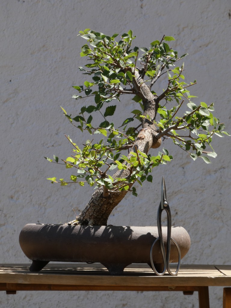 Ulmus pumila (olmo siberiano)