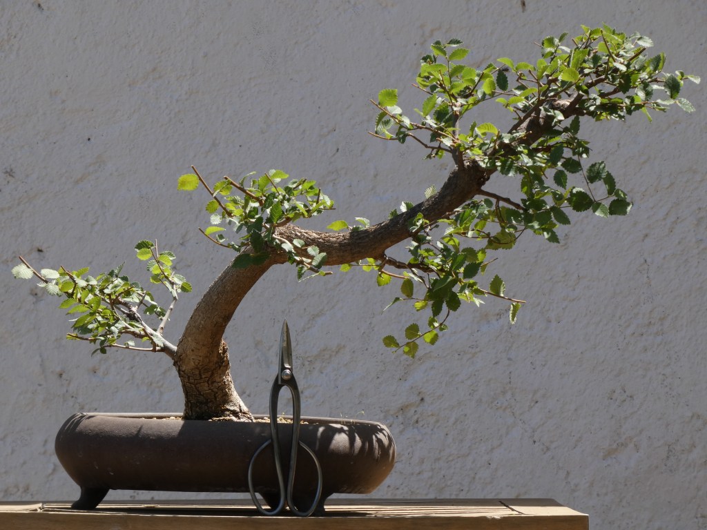 Ulmus pumila (olmo siberiano)