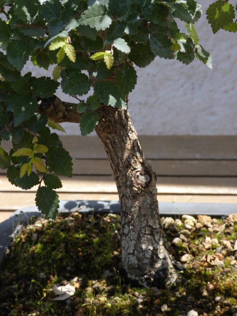 Ulmus pumila (olmo siberiano)