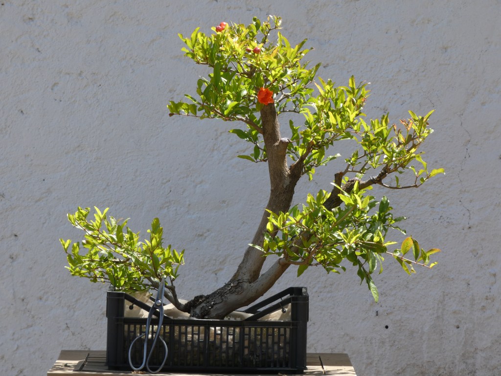 Punica granatum (granado)