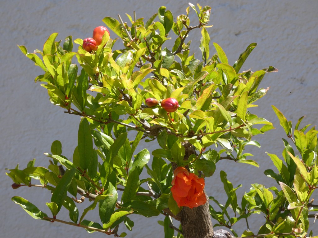 Punica granatum (granado)