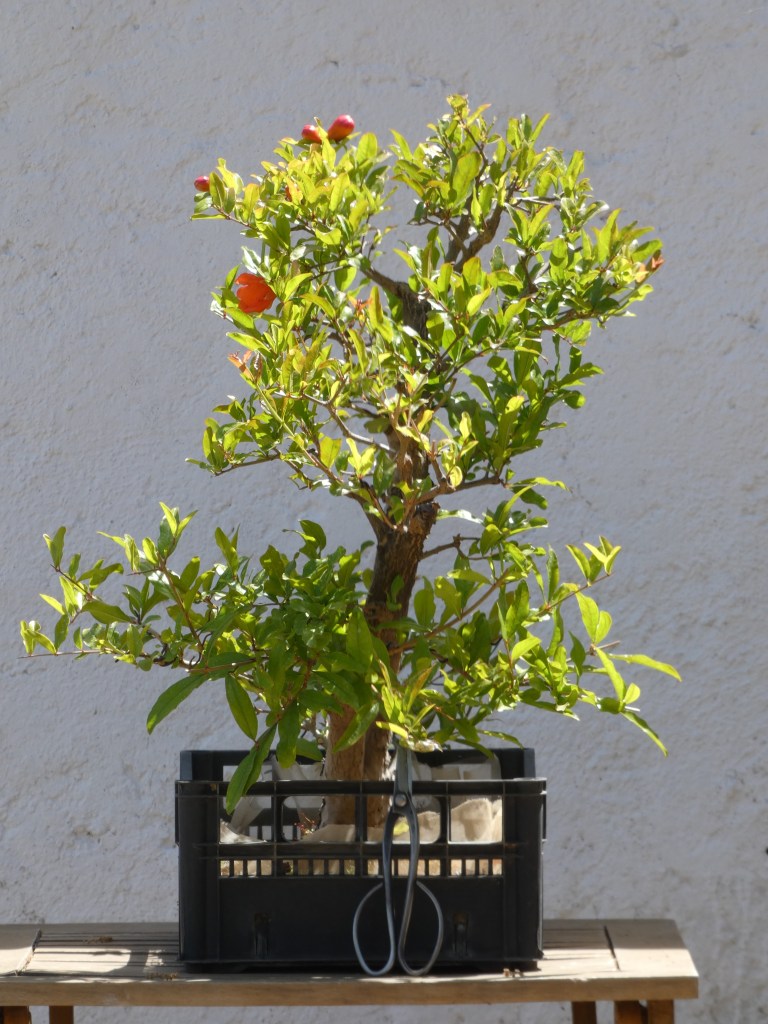 Punica granatum (granado)