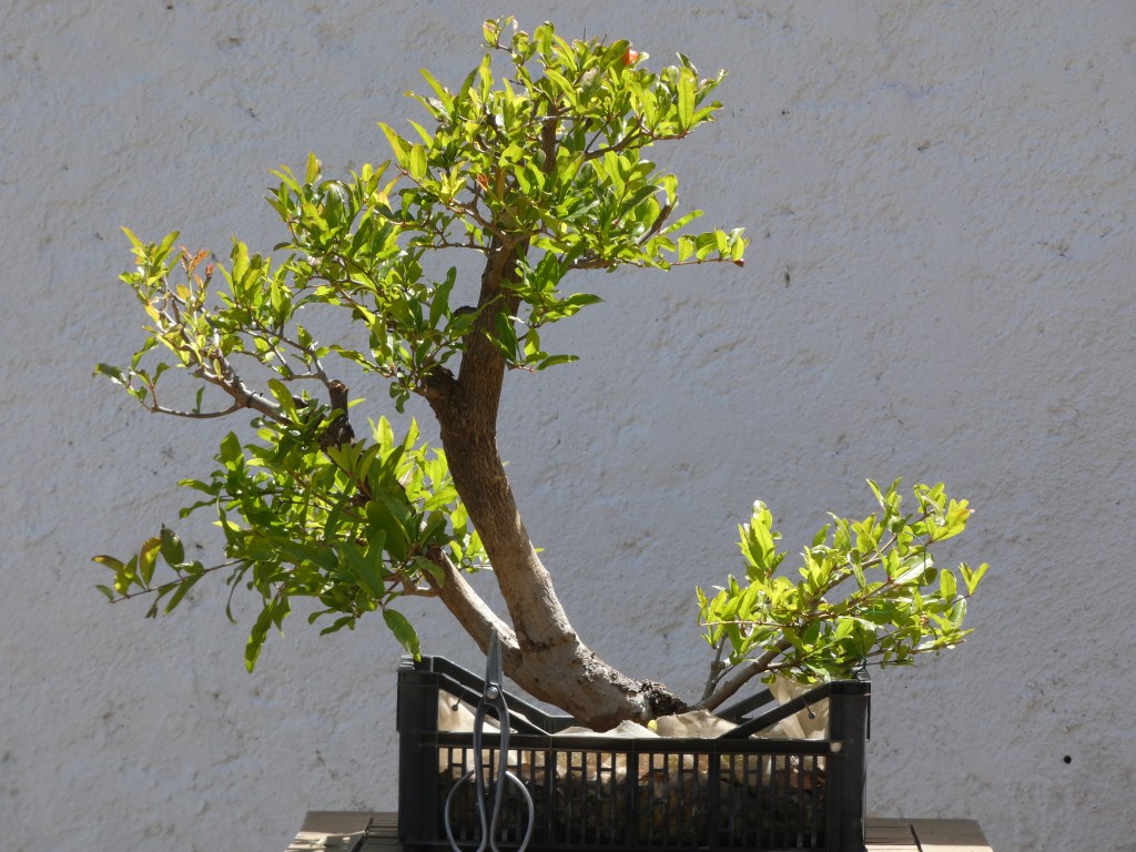 Punica granatum (granado)